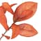 Tige de feuilles de magnolia orange 94 cm d’Ashland